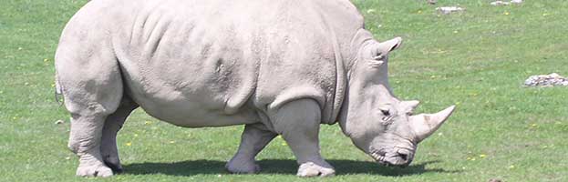Rhinoceros Threats