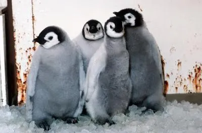 Emperor Penguin Chicks