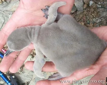 humboltd penguin chick