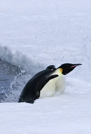 Emperor penguin jumping out of the water 