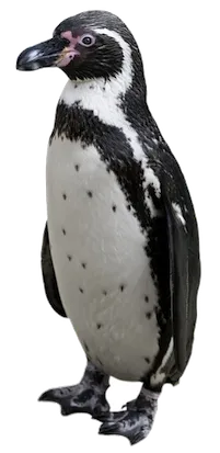 Humboldt Penguin_photo