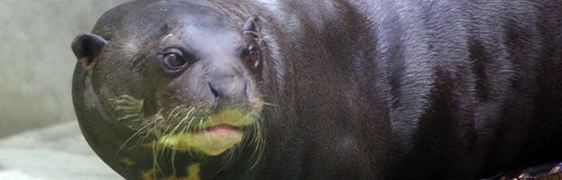 Giant Otter