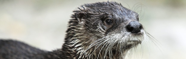 Northern River Otter
