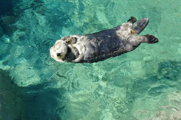 Beautiful Sea otter - Enhydra lutris