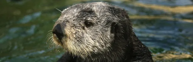 Otter Anatomy