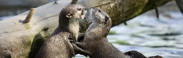 Otter Communication