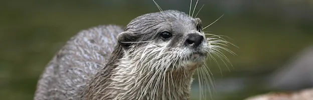 Otter Evolution