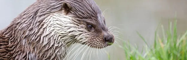 Otter Habitat