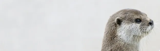 Humans and Otters