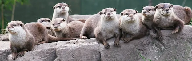 Otter Social Structure