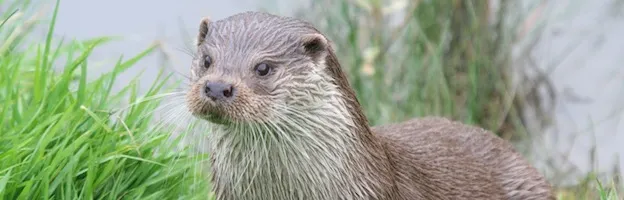 Otter Species