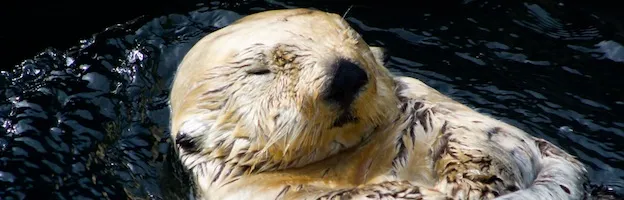 Types of Otters