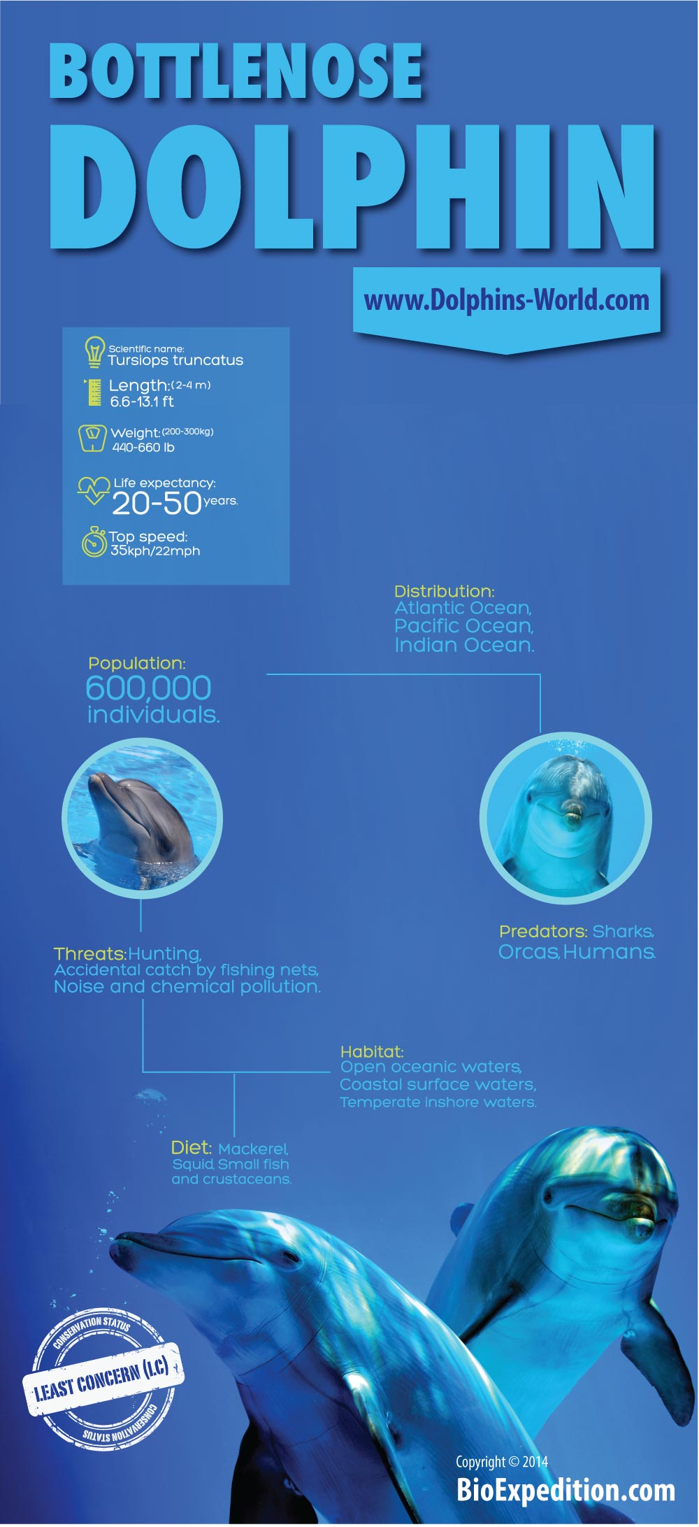 Bottlenose Dolphin Infographic - Animal Facts and Information