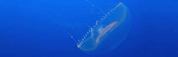 Aequorea Victoria