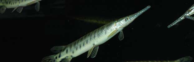 Alligator Gar