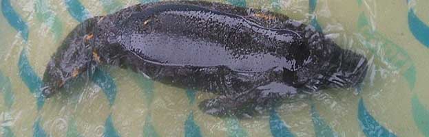 Amazonian Manatee