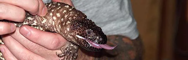 Beaded Lizard