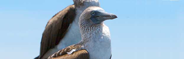 Blue-Footed Booby