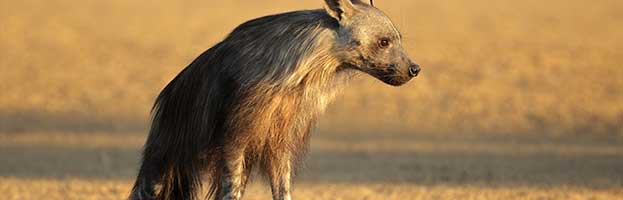 Brown Hyena