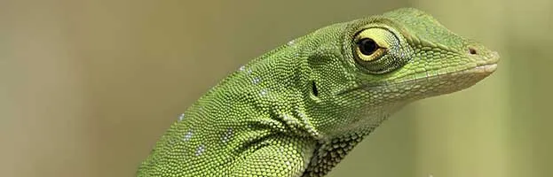 Carolina Anole or Green Anole