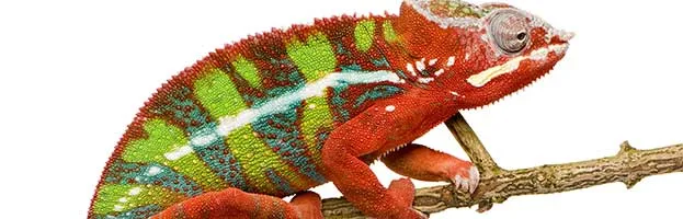 Chameleon