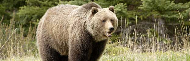 Grizzly Bear