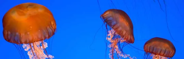 Jellyfish Blooms