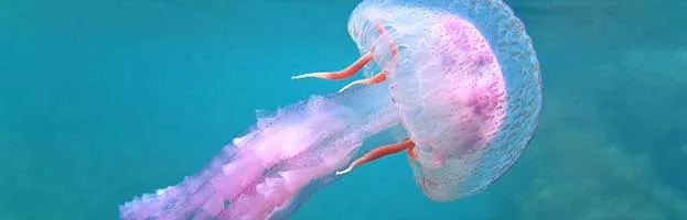 Jellyfish in Popular Culture