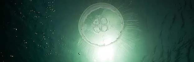 Jellyfish Habitat and Distribution