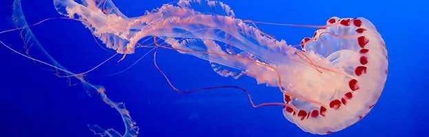 Jellyfish Lifecycle