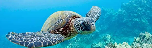 Jellyfish Predators
