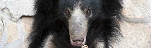 Sloth Bear