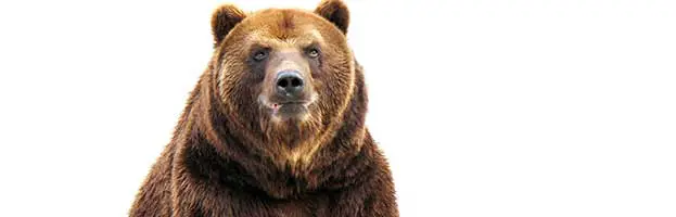 Bear Anatomy