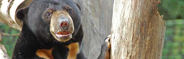 Bear Conservation Efforts