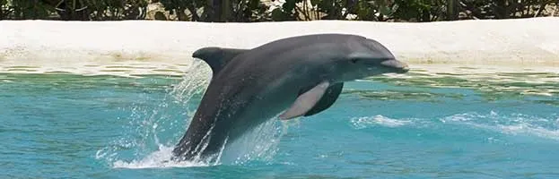 Dolphin Anatomy