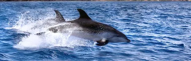 Dolphin Evolution