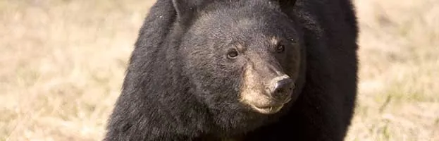 Extinct Bear Species