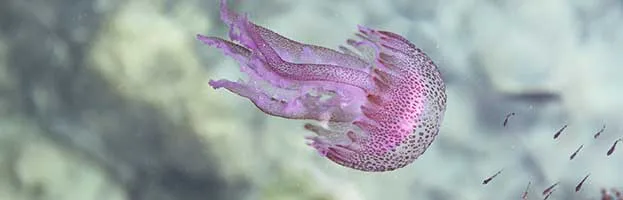 Jellyfish Feeding