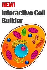 Interactive cell builder