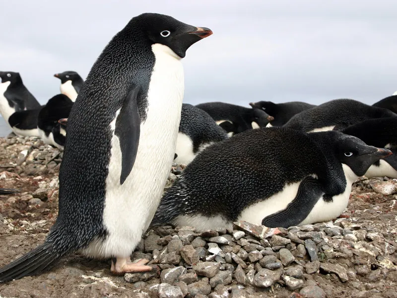 Lifecycle of the Adelie penguin.