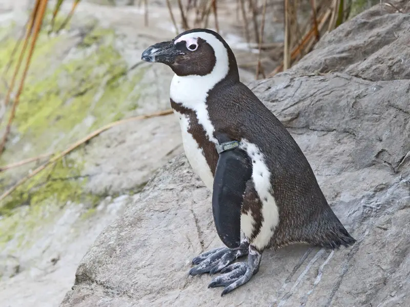 Information about african penguin.