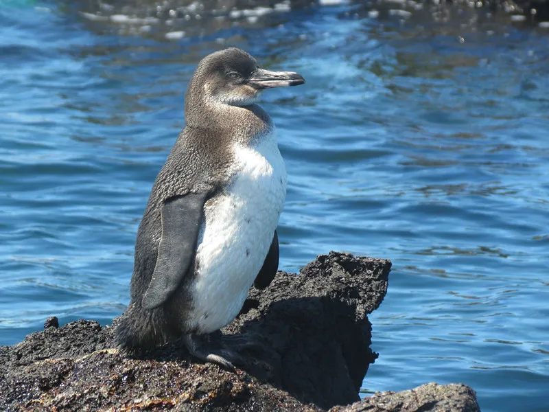 Galapagos Penguin
