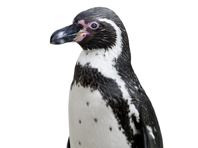 Humboldt Penguin