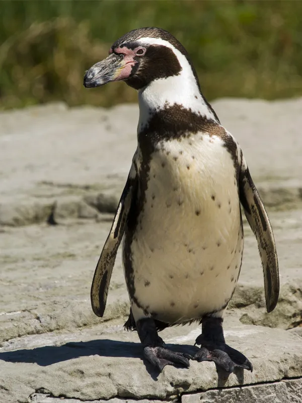 Characteristics of Humboldt penguin.