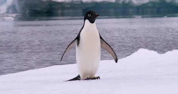 Why Penguins Can’t Fly?