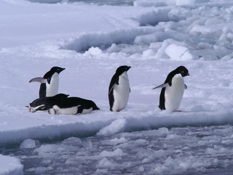 Information about Adelie penguin.
