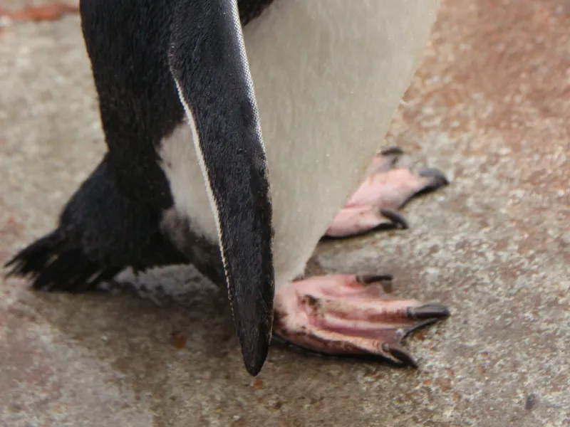 Anatomical parts of a penguin.
