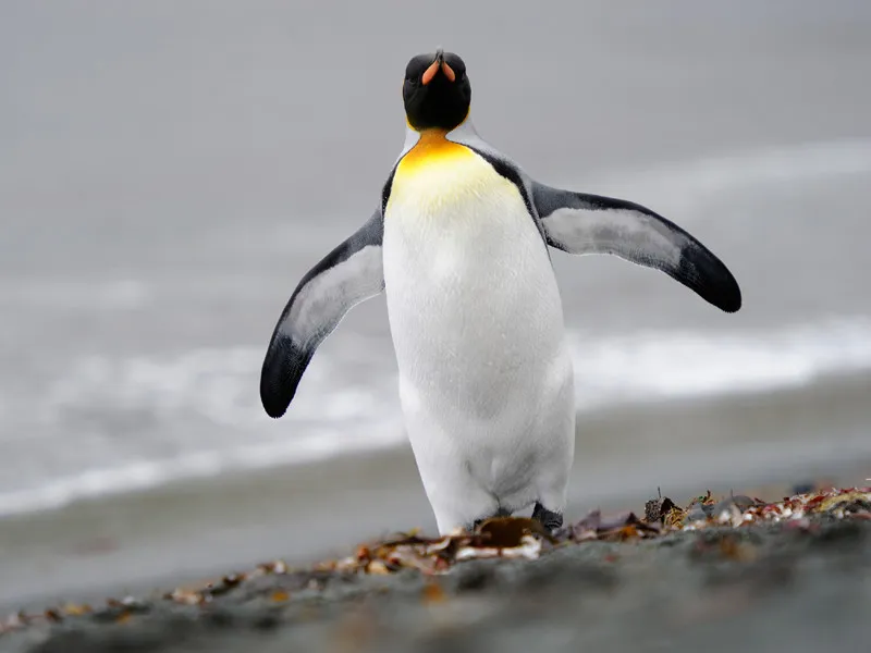 Physical characteristics of penguins.