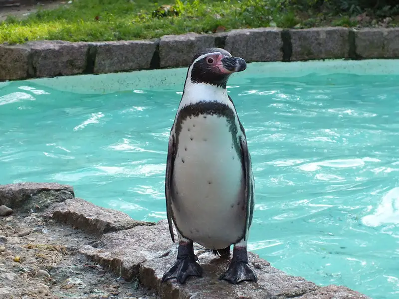 Penguins in Captivity