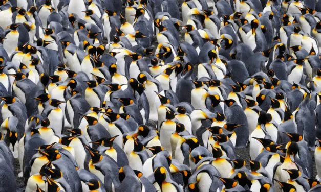 Penguin Social Structure